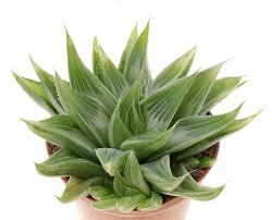 HAWORTHIA retusa cv. Grey Ghost