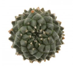 TURBINICARPUS schmiedickeanus f. inermis 