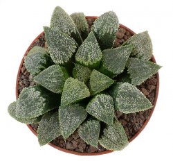 HAWORTHIA magnifica var. major JDV 95-23