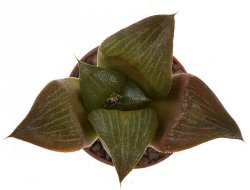 HAWORTHIA cv. Ruby Star