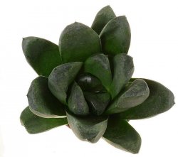 HAWORTHIA truncata var. maughanii x mutica