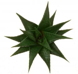 HAWORTHIA limifolia var. arcana, VA 6606