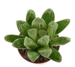 HAWORTHIA truncata cv. Lime Green x maughanii x cv. Kegani x badia