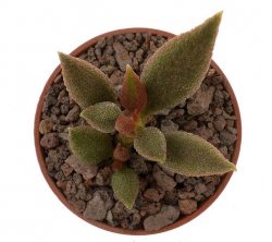 ADROMISCHUS marianae f. alveolatus ex Enzo Autore