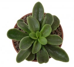 ADROMISCHUS phillipsiae ex Matulova