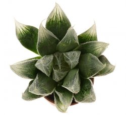 HAWORTHIA venusta