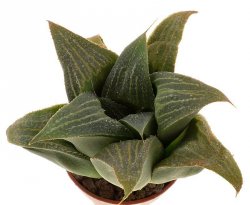 HAWORTHIA magnifica var. magnifica JDV 94/6 ex Colombo