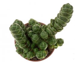 CRASSULA barklyi