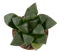 HAWORTHIA bayeri cv. Tokuami