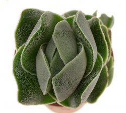 CRASSULA cv. Ivory Pagoda