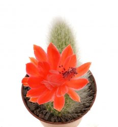 HILDEWINTERA colademononis