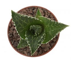 HAWORTHIA tessellata cv. Fang