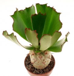 EUPHORBIA unispina