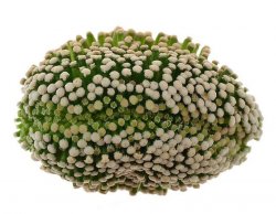 MAMMILLARIA luethyi f. cristate