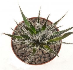 ALOE haworthioides