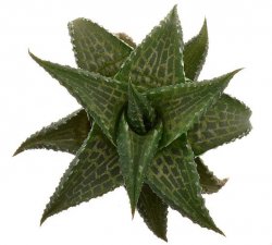 HAWORTHIA tessellata JIL 016