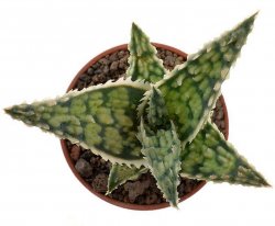 ALOE cv. Pearl Necklace (Sal)