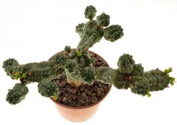 EUPHORBIA pseudoglobosa