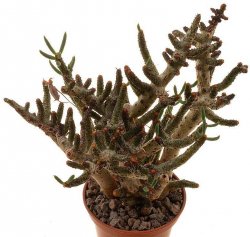 TYLECODON bucholzianus