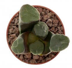 HAWORTHIA truncata var. maughanii, Kapsko, Calitzdorp