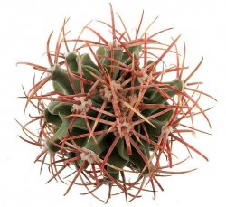 ECHINOCACTUS parryi