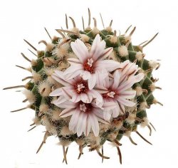 TURBINICARPUS schmiedickeanus ssp. sandiensis nom. prov.