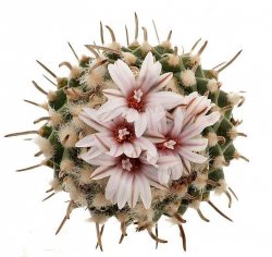 TURBINICARPUS schmiedickeanus ssp. sandiensis nom. prov.