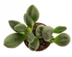 ADROMISCHUS marianae f. alveolatus ex Ger