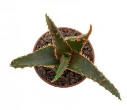 ALOE cv. Confused