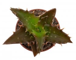 ALOE cv. MiniBelle