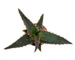 ALOE cv. Kelly Blue (Vinnie)