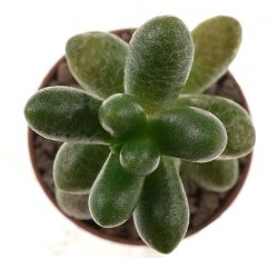 SEDUM hernandezii