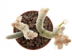 AVONIA ruschii