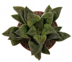 HAWORTHIA cv. Kegani x crystallina