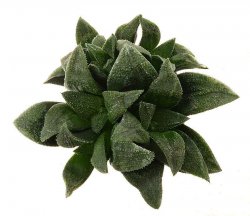 HAWORTHIA cv. Daiginjoh x Black Lady