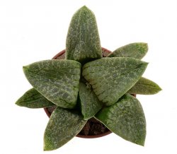 HAWORTHIA comptoniana x springbokvlakensis clone nr.1