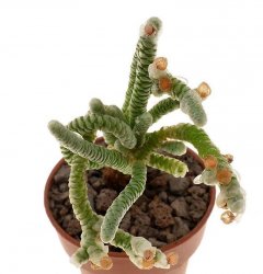 AVONIA albissima
