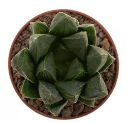 HAWORTHIA obtusa cv. Murasaki