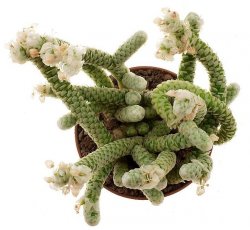 AVONIA papyracea 