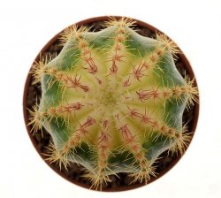 ECHINOPSIS cv. New Zeland