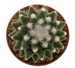 MAMMILLARIA cv. Suba