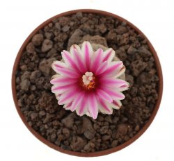 PELECYPHORA  valdeziana