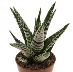 ALOE fasciata cv. Alba