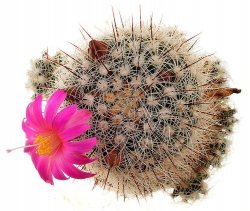 MAMMILLARIA deherdtiana var. dodsonii ex Koehres