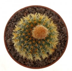 FRAILEA magnifica