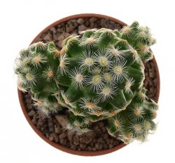 MAMMILLARIA haudeana