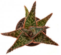 ALOE cv. Donnie (Bright Star)