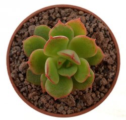 ECHEVERIA cv. Viktor