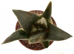 ARIOCARPUS trigonus var. minor