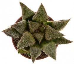 HAWORTHIA emelyae var. major cv. Hakuma ex. Esoticando